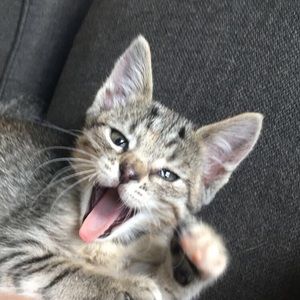 Meet your Posher, Madison